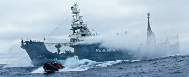 E' 
 FINITA LA CACCIA GIAPPONESE ALLE BALENE 2 sea - E' 
 FINITA LA CACCIA GIAPPONESE ALLE BALENE