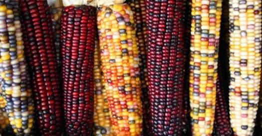 A RISCHIO LA “CLAUSOLA DI SALVAGUARDIA” CONTRO GLI OGM!! 2 ogm144 1 - A RISCHIO LA “CLAUSOLA DI SALVAGUARDIA” CONTRO GLI OGM!!