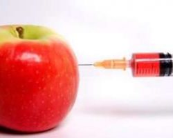 NO OGM IN ITALIA. LA SENTENZA DEL TAR DEL LAZIO 2 ogm154 1 - NO OGM IN ITALIA. LA SENTENZA DEL TAR DEL LAZIO