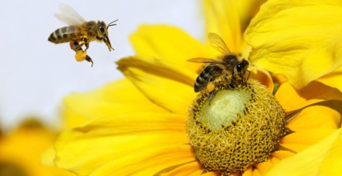 API MODIFICATE GENETICAMENTE CONTRO I PESTICIDI 2 ogm164 1 - API MODIFICATE GENETICAMENTE CONTRO I PESTICIDI