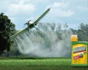 IL
DISERBANTE CANCEROGENO CHE CI TROVIAMO NEL PIATTO. AMBIENTALISTI
CONTRO MONSANTO 2 ogm0515 - IL
DISERBANTE CANCEROGENO CHE CI TROVIAMO NEL PIATTO. AMBIENTALISTI
CONTRO MONSANTO
