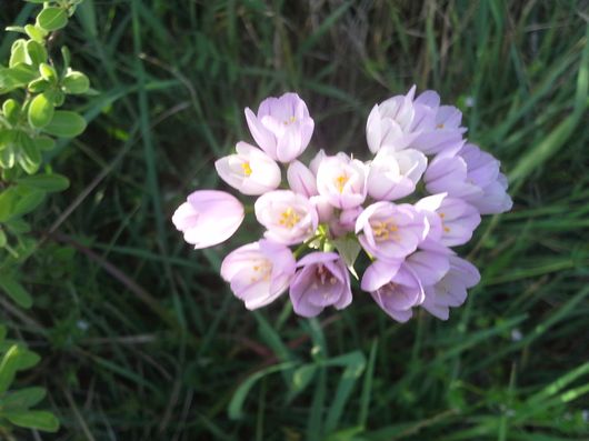 wvf1 - FIORI