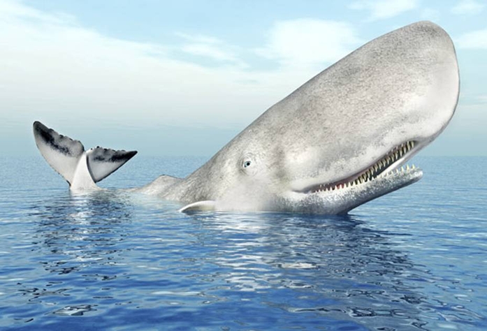 "CHIAMATEMI
ISMAELE", MOBY DICK ESISTE DAVVERO:
FILMATO L'UNICO ESEMPLARE AL MONDO DI BALENA BIANCA 2 md - "CHIAMATEMI
ISMAELE", MOBY DICK ESISTE DAVVERO:
FILMATO L'UNICO ESEMPLARE AL MONDO DI BALENA BIANCA