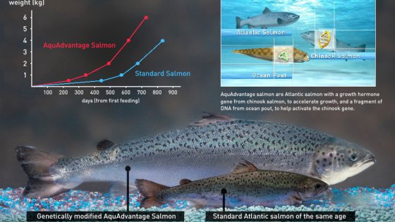 IN 
 AMERICA ARRIVA NEI SUPERMERCATI IL PRIMO OGM ANIMALE: 
 IL SALMONE DELL'ATLANTICO CHE CRESCE RAPIDO COME QUELLO DEL 
 PACIFICO 2 ogm1415 - IN 
 AMERICA ARRIVA NEI SUPERMERCATI IL PRIMO OGM ANIMALE: 
 IL SALMONE DELL'ATLANTICO CHE CRESCE RAPIDO COME QUELLO DEL 
 PACIFICO