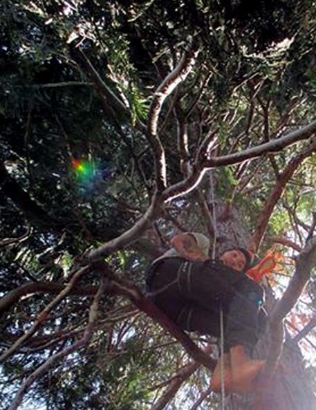 DA 3 GIORNI VIVE ARRAMPICATO SU UN CIPRESSO 2 arr - DA 3 GIORNI VIVE ARRAMPICATO SU UN CIPRESSO